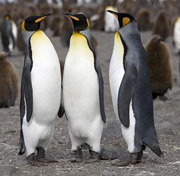 258px-Manchot_royal_-_King_Penguin.jpg