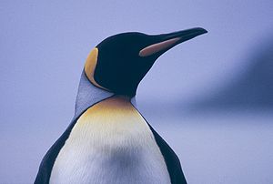 300px-Aptenodytes_patagonicus_003.jpg