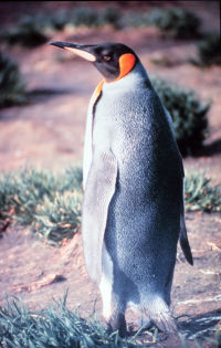 25150-200px-kingpenguinaustralia.jpg