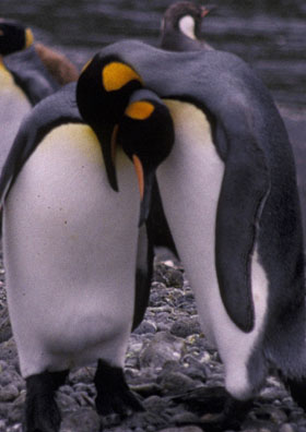 ILkingpenguins.jpg