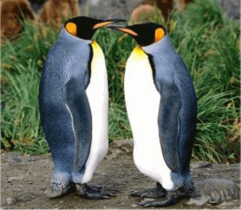 kingpenguin.gif