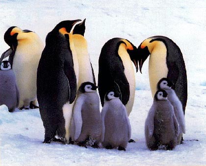 pengbabs.jpg