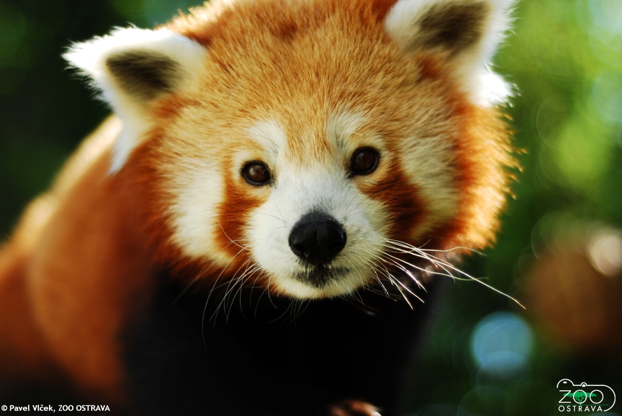 panda_cervena.jpg