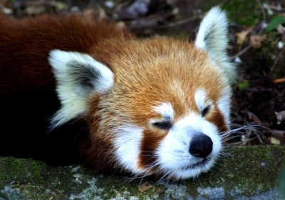200708010302_panda-cervena-zoo-praha.jpg