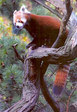 panda2.jpg