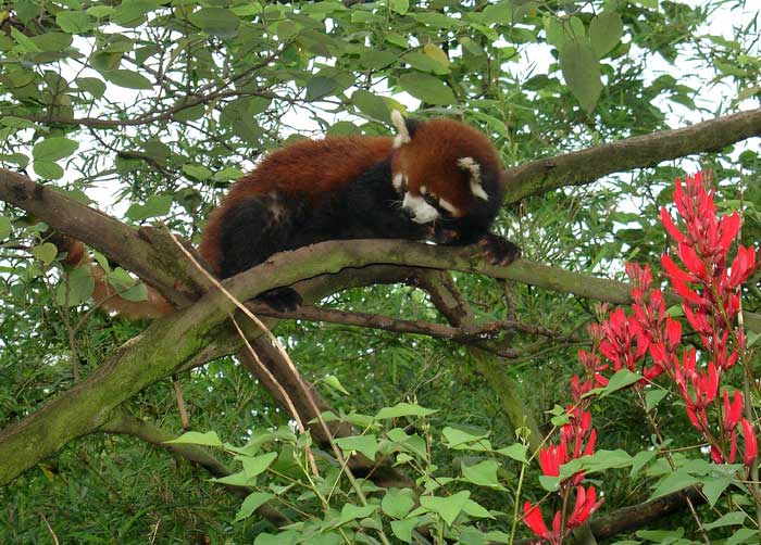 red_panda_06.jpg