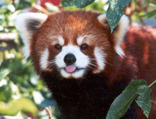 red-panda-web.jpg