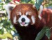 red-panda-web.jpg