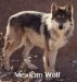 mexicanwolf.jpg